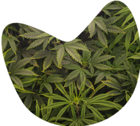 ccannabidiol_cbd.png