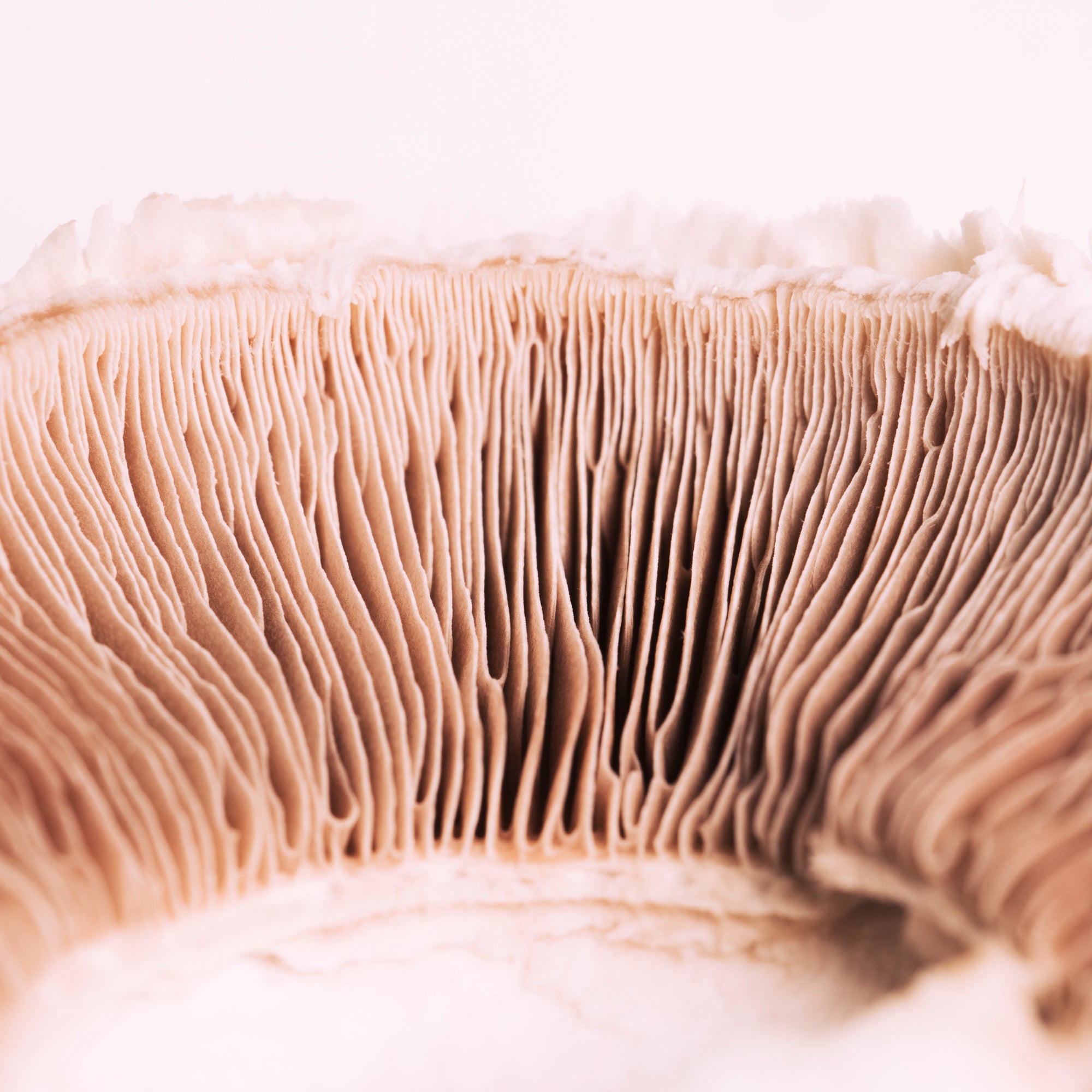 mushroom_biocalma.jpg