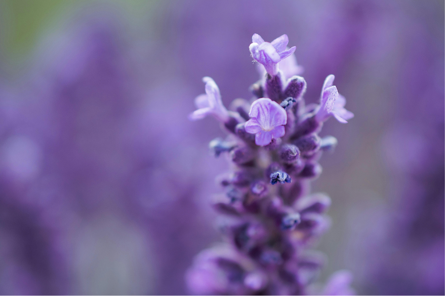 CBD, CBN et sommeil :  travailler l’art de la synergie