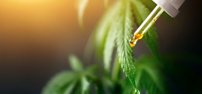 Quelles sont les contre-indications au CBD ?