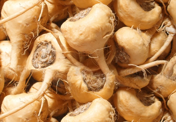 Maca et fertilité : effets sur l’homme, efficacité et délai d’action