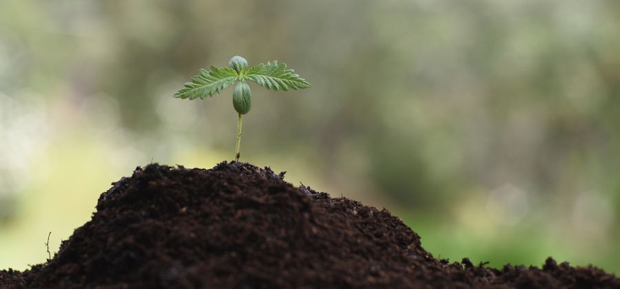peut on faire pousser du cbd chez soi en france
