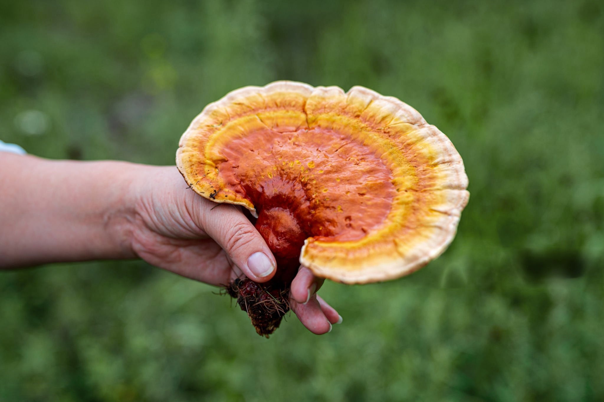 Les bienfaits du Reishi sur la santé